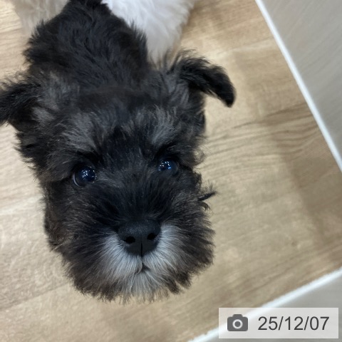 ミニチュア・シュナウザーの写真