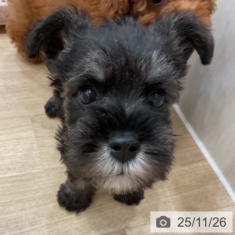 ミニチュア・シュナウザーの写真