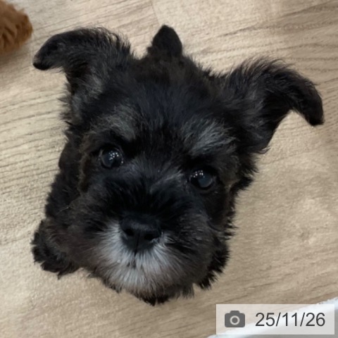 ミニチュア・シュナウザーの写真