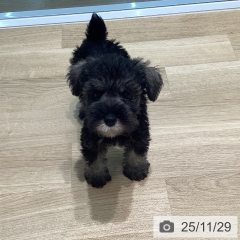 宮城県のミニチュアシュナウザー (ペットプラス 仙台泉大沢店/2025年9月17日生まれ/女の子/ソルトペッパー)の子犬の4枚目の画像