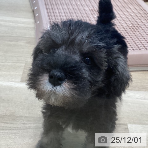 宮城県のミニチュアシュナウザー (ペットプラス 仙台泉大沢店/2025年9月17日生まれ/女の子/ソルトペッパー)の子犬の3枚目の画像