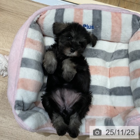 ミニチュア・シュナウザーの写真