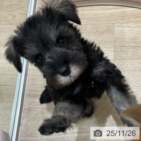 ミニチュア・シュナウザーの写真