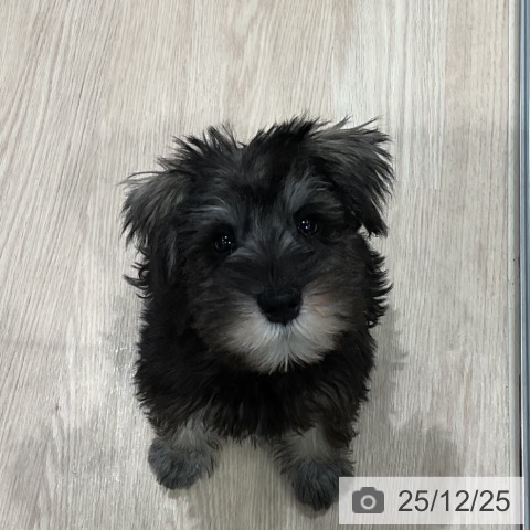 埼玉県のミニチュアシュナウザー (ペッツワン 新座店/2025年9月17日生まれ/女の子/ソルトペッパー)の子犬の3枚目の画像