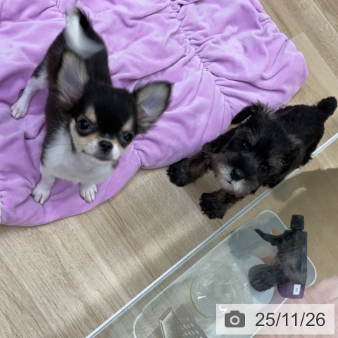 ミニチュア・シュナウザーの写真