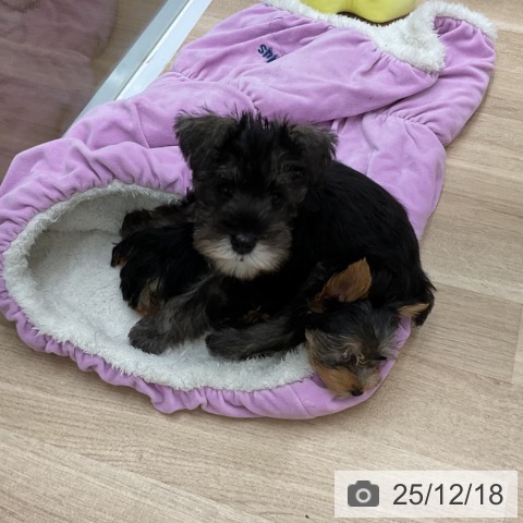 福島県のミニチュアシュナウザー (ペットプラス 福島店/2025年9月17日生まれ/女の子/ソルトペッパー)の子犬の3枚目の画像