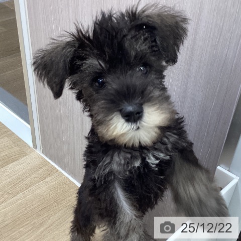 福島県のミニチュアシュナウザー (ペットプラス 福島店/2025年9月17日生まれ/女の子/ソルトペッパー)の子犬の4枚目の画像