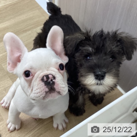 福島県のミニチュアシュナウザー (ペットプラス 福島店/2025年9月17日生まれ/女の子/ソルトペッパー)の子犬の3枚目の画像