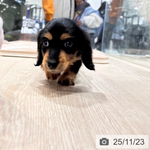 カニーンヘン・ダックスフンドの写真