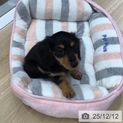 カニーンヘン・ダックスフンドの写真