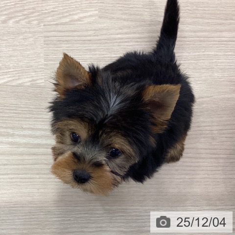 千葉県のヨークシャーテリア (ペットプラス 幕張新都心店/2025年9月21日生まれ/女の子/スチールブルータン)の子犬の3枚目の画像