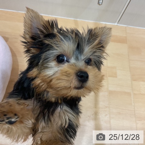 千葉県のヨークシャーテリア (ペットプラス 成田店/2025年9月21日生まれ/女の子/スチールブルータン)の子犬の4枚目の画像