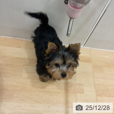 千葉県のヨークシャーテリア (ペットプラス 成田店/2025年9月21日生まれ/女の子/スチールブルータン)の子犬の3枚目の画像