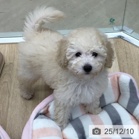 東京都のトイプードル(トイ) (ペットプラス 日の出店/2025年9月21日生まれ/男の子/クリーム)の子犬の4枚目の画像