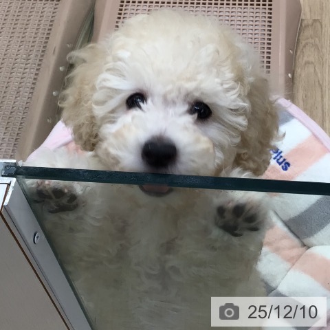 東京都のトイプードル(トイ) (ペットプラス 日の出店/2025年9月21日生まれ/男の子/クリーム)の子犬の3枚目の画像