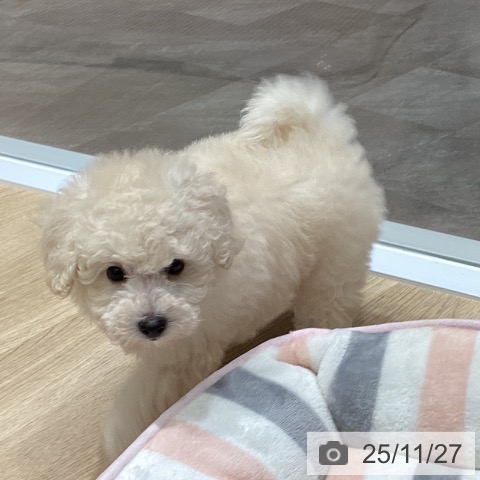 トイ・プードルの写真