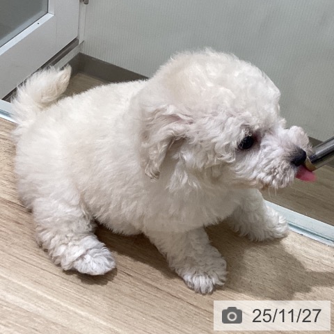 トイ・プードルの写真