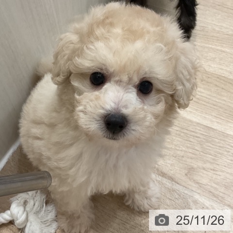 トイ・プードルの写真