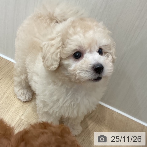 神奈川県のトイプードル(トイ) (ペットプラス テラスモール湘南店/2025年9月21日生まれ/女の子/クリーム)の子犬の3枚目の画像