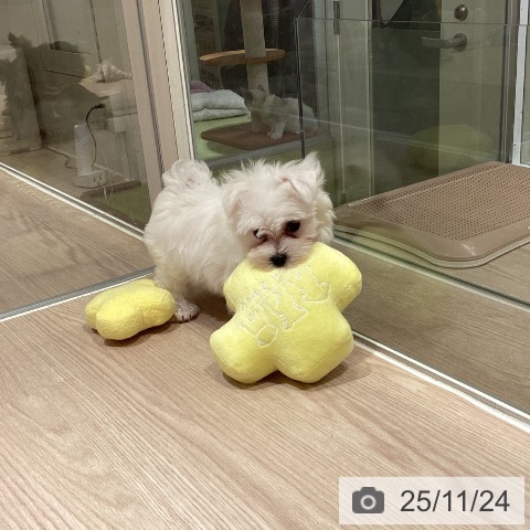 マルチーズの写真