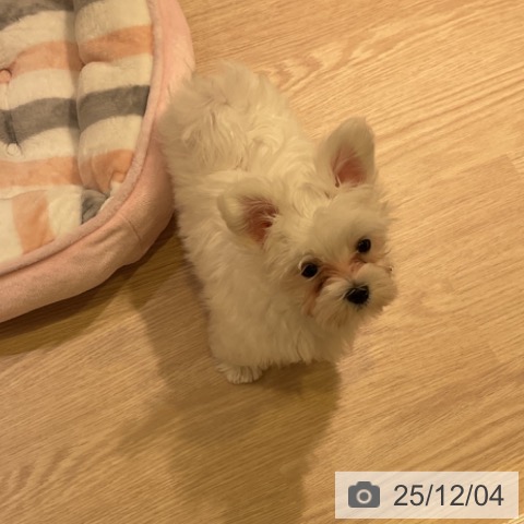 神奈川県のマルチーズ (ペットプラス 新百合丘店/2025年9月22日生まれ/男の子/ホワイト)の子犬の3枚目の画像