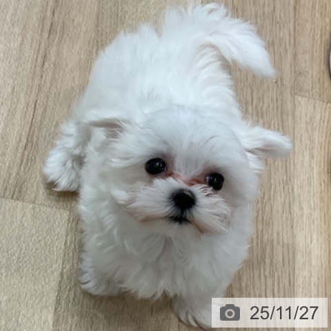 マルチーズの写真