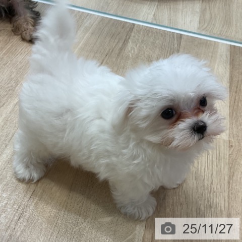 マルチーズの写真