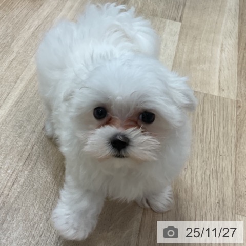 マルチーズの写真