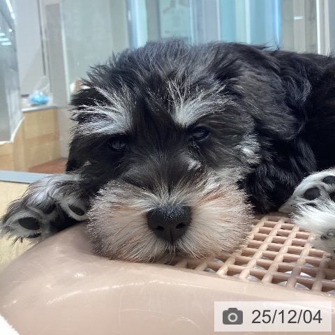 神奈川県のミニチュアシュナウザー (ペットプラス 座間店/2025年9月21日生まれ/男の子/ソルトペッパー)の子犬の4枚目の画像