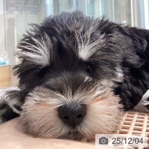 神奈川県のミニチュアシュナウザー (ペットプラス 座間店/2025年9月21日生まれ/男の子/ソルトペッパー)の子犬の3枚目の画像