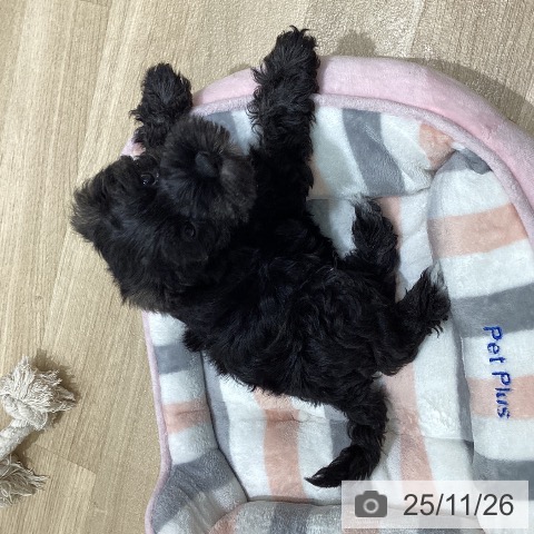 ミニチュア・シュナウザーの写真