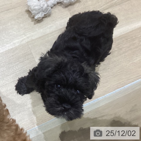 岩手県のミニチュアシュナウザー (ペットプラス 盛岡南店/2025年9月21日生まれ/女の子/ソルトペッパー)の子犬の3枚目の画像