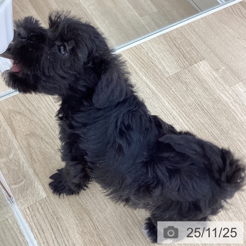 ミニチュア・シュナウザーの写真