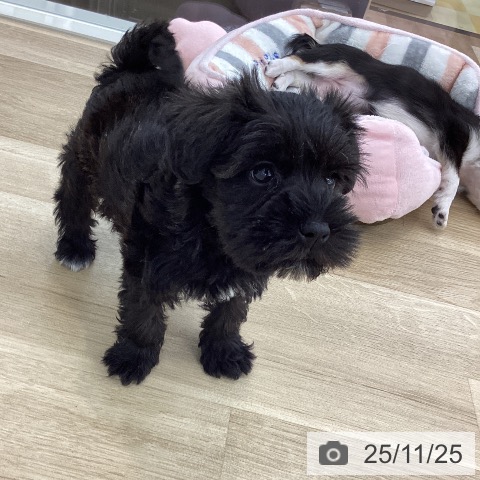 ミニチュア・シュナウザーの写真