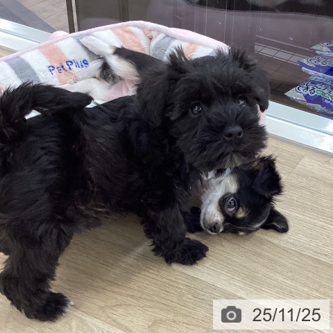 ミニチュア・シュナウザーの写真