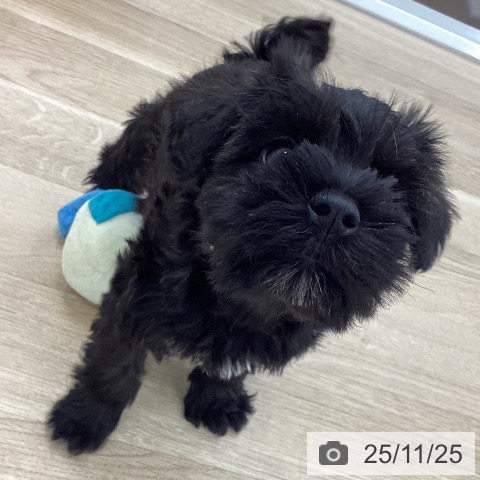 ミニチュア・シュナウザーの写真