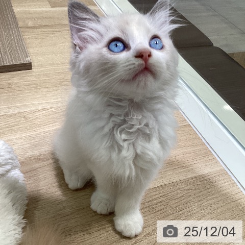 ラグドールの写真