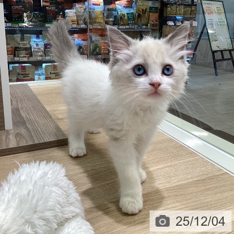 ラグドールの写真