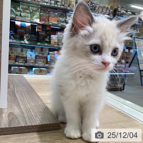 ラグドールの写真