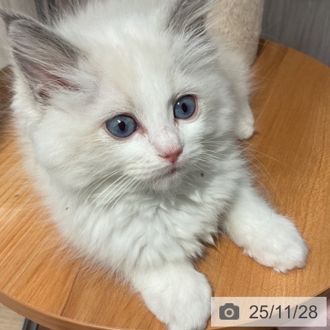 ラグドールの写真