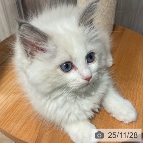 ラグドールの写真