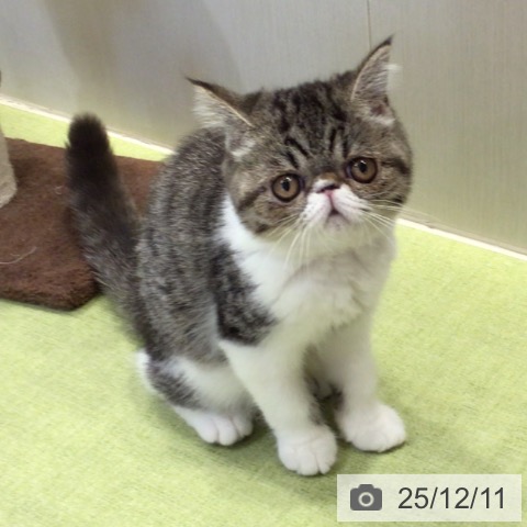 千葉県のエキゾチック (ペットプラス 幕張新都心店/2025年9月17日生まれ/女の子/ブラウンタビーホワイト)の子猫の4枚目の画像