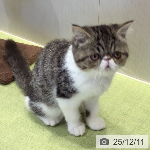 千葉県のエキゾチック (ペットプラス 幕張新都心店/2025年9月17日生まれ/女の子/ブラウンタビーホワイト)の子猫の3枚目の画像