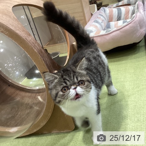 千葉県のエキゾチック (ペットプラス 幕張新都心店/2025年9月17日生まれ/女の子/ブラウンタビーホワイト)の子猫の4枚目の画像