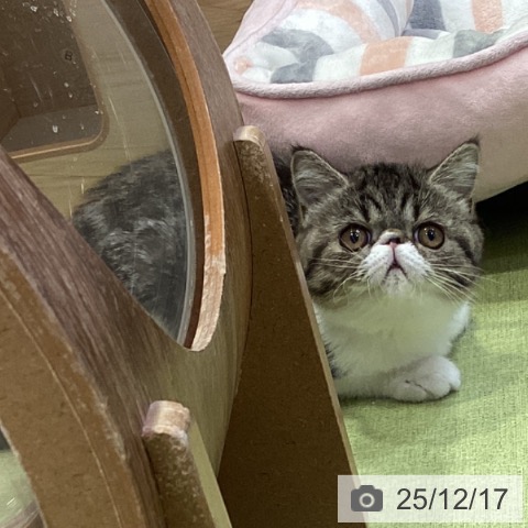 千葉県のエキゾチック (ペットプラス 幕張新都心店/2025年9月17日生まれ/女の子/ブラウンタビーホワイト)の子猫の3枚目の画像