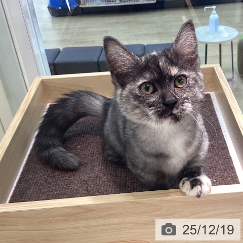 宮城県のマンチカン (ペットプラス 仙台泉大沢店/2025年9月17日生まれ/女の子/トーティーシェル)の子猫の4枚目の画像