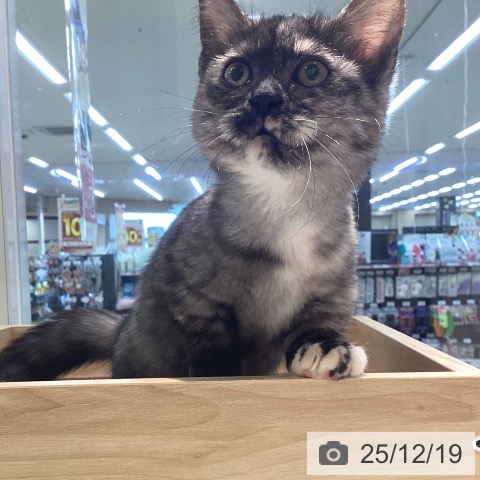 宮城県のマンチカン (ペットプラス 仙台泉大沢店/2025年9月17日生まれ/女の子/トーティーシェル)の子猫の3枚目の画像