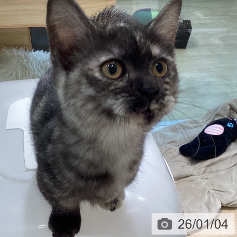 宮城県のマンチカン (ペットプラス 仙台泉大沢店/2025年9月17日生まれ/女の子/トーティーシェル)の子猫の3枚目の画像