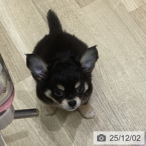 岩手県のチワワ(ロング) (ペットプラス 盛岡南店/2025年9月24日生まれ/男の子/ブラックタンホワイト)の子犬の3枚目の画像