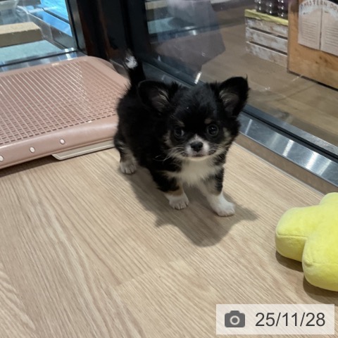 埼玉県のチワワ(ロング) (ペットプラス コクーンシティ店/2025年9月24日生まれ/男の子/ブラックタンホワイト)の子犬の4枚目の画像